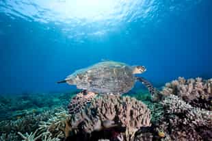 Swim with sea turtles in Komodo