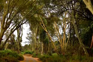 Walk the fever tree forests of Pafuri