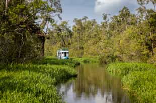 Explore Tanjung Puting National Park on a boat