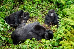 Track the mountain gorillas in Mgahinga 
