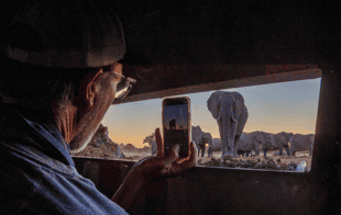 Take wildlife photos from a Look Up Hide, Hwange