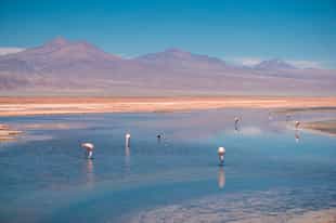 Explore the Chaxa Lagoon in Salar de Atacama