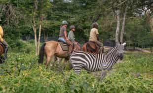 Experience Arusha on a horseback safari