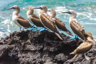 Spot the Blue Footed Boobies of Galapagos