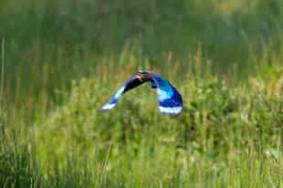 Go birdwatching in Bandhavgarh National Park