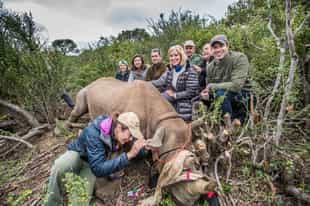 Go rhino monitoring at Kwandwe Uplands Homestead