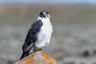Spot Sanetti Plateau's birdlife in Bale Mountains