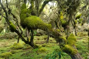 Discover the unique forests in the Bale Mountains
