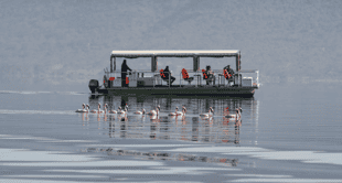 Take a boat safari on Lake Nakuru