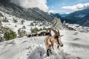 Full-day wildlife excursion in Ulley