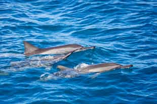 See dolphins on a cruise in Fernando de Noronha