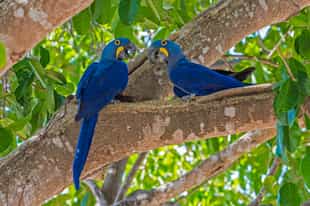 Spot hyacinth macaws in Northern Pantanal