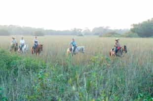 Explore Northern Pantanal on horseback