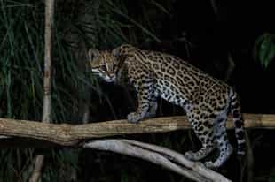 Go on a night safari in Southern Pantanal