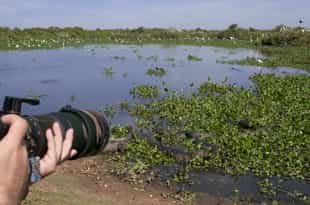 Go on a photographic safari in Southern Pantanal