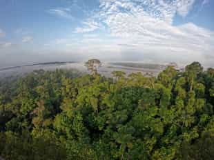 Take in the Amazon views on an observation tower