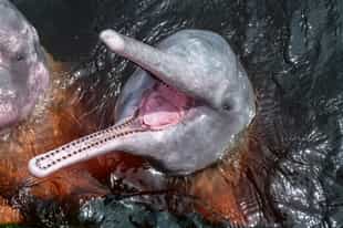 Spot pink river dolphins in the Brazilian Amazon