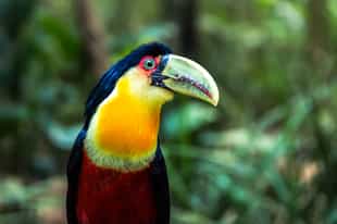 Go bird watching in the Brazilian Amazon