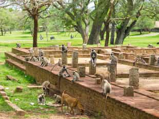 Visit the Anuradhapura Archaeological Site
