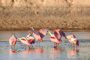 See wildlife on a jeep safari in Northern Pantanal