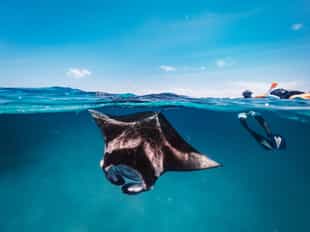 Snorkel with the majestic Manta rays in Manta