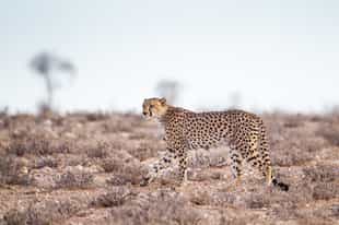 Track cheetah on foot in the Karoo