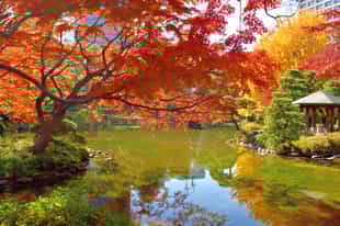 Explore Hibiya Park on a walking tour in Tokyo