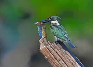 Go birdwatching along the Amazon River