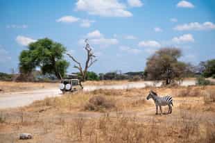 Go on a game drive in Tarangire National Park