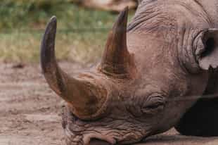 Meet Baraka, Ol Pejeta's tame blind black rhino
