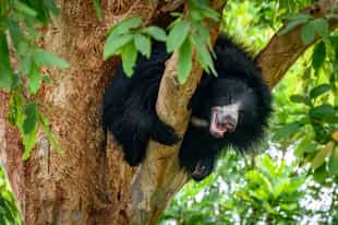 Search for Ranthambore's elusive sloth bears