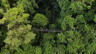 Walk through the forest canopy on suspension bridges in Panama's forests