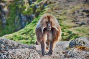 Keep an eye out for Ethiopia's famous Gelada baboons