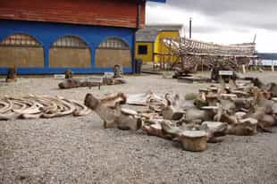Visit Regional Museum of Ancud, Chiloe Island