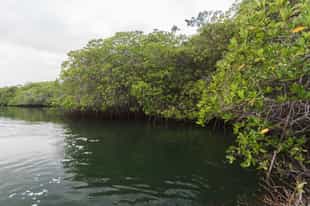 Explore Black Turtle Cove, San Cristobal
