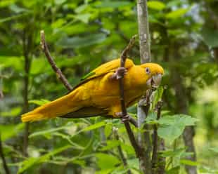 Spot the unique birdlife in Para