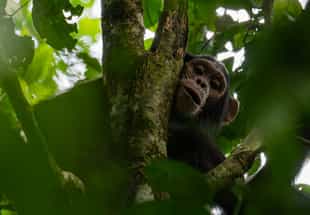 Go chimpanzee trekking in Budongo Forest Reserve