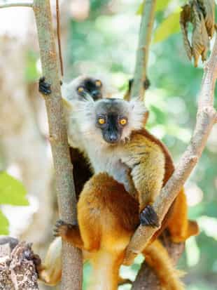 Enjoy a  Boat tour and guided trekking in Lokobe National Park