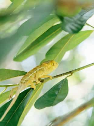 Take a Guided Trek on Nosy Komba