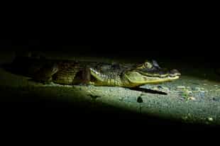 Spot nocturnal wildlife in the Amazonas