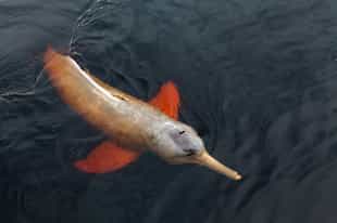 See the Amazon river dolphins in Para