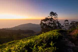 Hike through the lesser visited tea plantations with local host