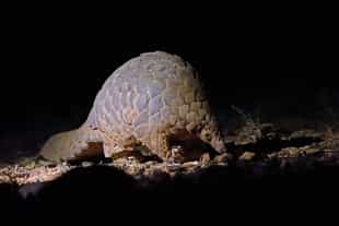 Spot wildlife on a night walk in Gal Oya NP