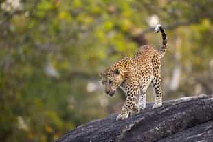 Take a day wildlife safari to Kumana National Park