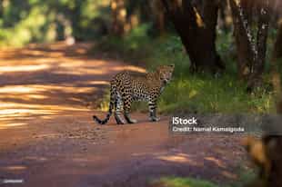 Take a jeep safary to  Wilpattu National Park