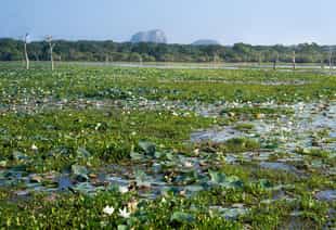 Visit Anawilundawa Sanctuary