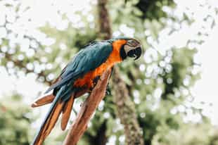 Visit Parque das Aves