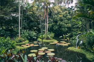 Visit Singapore's botanical gardens