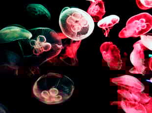 Immerse yourself into the magical marine world  of S.E.A Aquarium