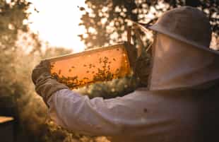 Enjoy a Beekeeping activity